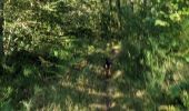 Tocht Trail Arfons - rando cheval - Photo 14