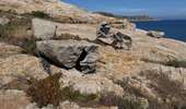 Trail Walking Calvi - Calvi : Pointe de revellata - Photo 2