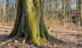 Tocht Te voet Haltern am See - Bensberg Rundweg A1 - Photo 1