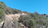 Trail Walking Port-Vendres - paullile - Cap bear via la mer retour via les vignes  - Photo 14