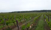 Trail Walking Bourgueil - Bourgueil  - Photo 1