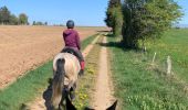 Trail Horseback riding Neufchâteau - Cousteumont Ospau - Photo 7