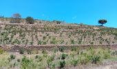 Tocht Stappen Port-Vendres - les Paulilles - Cap Bear via le sentier du littoral  / retour via collines et vignes  - Photo 4