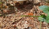 Randonnée Marche Herbeumont - Mon lit dans l'arbre - Castors - Photo 9