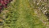 Trail Walking Brunehaut - les vergers de Rongy - Photo 7