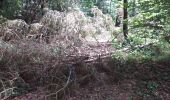 Tocht Noords wandelen Livron - Livron capsus Barzun plateau capbat - Photo 2