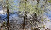 Trail Walking Gerpinnes - Lundi de Pâques et cassage du verre  - Photo 4