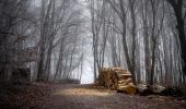 Percorso A piedi Sconosciuto - Schwarzenbergpark/Allee - Sophienalpe (nördlicher Ast) - Photo 9