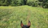 Trail Equestrian Porcelette - Wikiloc - Porcelette - Grotte des russes - Photo 3