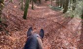 Excursión Paseo ecuestre Neufchâteau - Quadrillage du bois d’Ospau - Photo 5