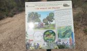 Trail Walking Les Arcs-sur-Argens - apie de Raynaud forêt des arcs - Photo 14