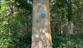 Tocht Stappen Tervuren - Arboretum tra Nuovo e Vecchio mondo (castanea dentata) - Photo 2