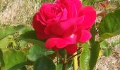 Excursión Senderismo Veules-les-Roses - Balade à Veules les Roses  - Photo 6