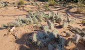 Tour Wandern Unknown - 2024 Canyonlands NP Mesa Arch - Photo 1