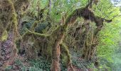 Tour Wandern Matafelon-Granges - les 2 vallées sous la mousse ... - Photo 2