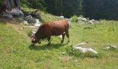 Percorso Marcia La Clusaz - Autour de Les Confins - Photo 14