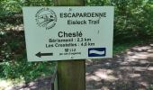 Tocht Stappen Houffalize - Sandrine: le hérou et le chesle  - Photo 12