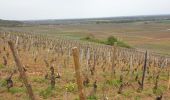 Randonnée Marche Vougeot - Clos Vougeot - Photo 5