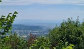 Trail Walking Oberhaslach - Hohenstein, Petit et Grand Ringelstein - Photo 17