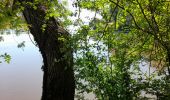 Trail Walking Saumur - MAINE ET LOIRE / SAUMUR: DECRASSAGE - Photo 1