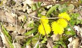 Randonnée Marche Coulanges-la-Vineuse - AVF Coulanges - Photo 1