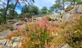 Trail On foot Fontainebleau - Fontainebleau les monts de Fay - Photo 5