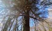 Trail Walking Saint-Jean-sur-Mayenne - Château de la Merveile - Photo 1