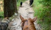 Trail Horseback riding Orbey - Orbey- Sainte Marie aux mines - Photo 16