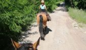 Trail Horseback riding Falck - Falck, forêt de la Houve  - Photo 6