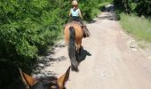 Tour Reiten Falk - Falck, forêt de la Houve  - Photo 6