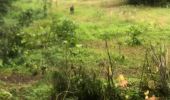 Trail Trail Sainte-Anne - Saint Anne  - Photo 6