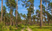 Excursión A pie Spreewaldheide - Wanderweg Wildnispfad - Photo 5