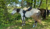 Trail Horseback riding Bastogne - Luxembourg  - Photo 5