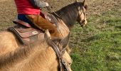 Trail Horseback riding Reherrey - Mardi 27 février 24 Tivio reherey  - Photo 5