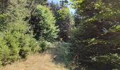 Tocht Stappen Steinsel - Ballade en forêt de Grünewald  - Photo 6