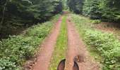 Trail Equestrian Porcelette - Wikiloc - Porcelette - Grotte des russes - Photo 17