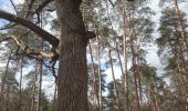 Tocht Stappen Fontainebleau - cabaret masson 24 mars 2022  - Photo 1