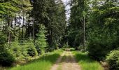 Tour Wandern Vielsalm - Forêt domaniale du Grand-Bois - Photo 10