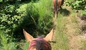 Trail Horseback riding Ban-sur-Meurthe-Clefcy - Randonnée Delphine à clefcy  - Photo 2