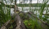 Tocht Te voet Chorin - Rundweg Bachsee - Photo 6