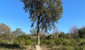 Percorso Marcia Les Arcs-sur-Argens - Les arcs les menhirs des terriers  - Photo 1