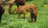 Tour Wandern Le Broc - Mouton d'Anou en boucle depuis le Broc - Photo 6