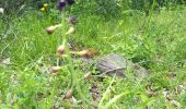 Tocht Stappen Valbonnais - Tour de Belle Roche - Photo 3