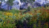 Randonnée Marche Cassis - Cassis - La couronne de Charlemagne - Cap canaille - Photo 2