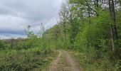 Trail Walking Couvin - A la découverte d'Aublain  - Photo 2