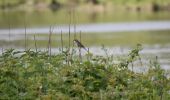 Tour Wandern Eijsden-Margraten - 20240523 - Balade ornithologique Oost Maarland - 2.2 Km - Photo 20