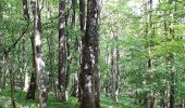 Percorso A piedi Gemeinde Mödling - Wienerwald-IML Wanderweg 1 - Photo 3