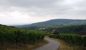 Randonnée Marche Rosheim - Le vignoble de Rosheim - Photo 4