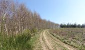 Tocht Stappen Léglise - Ebly - La Claire Fagne - Photo 5