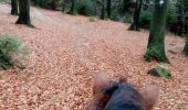 Trail Horseback riding Manhay - oster tailles dochamp oster - Photo 2